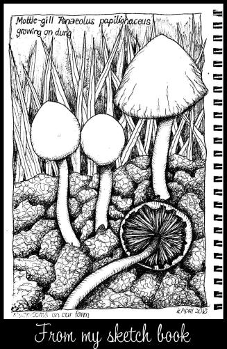 mushrooms 001